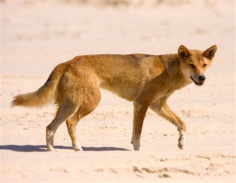 dingo skin color